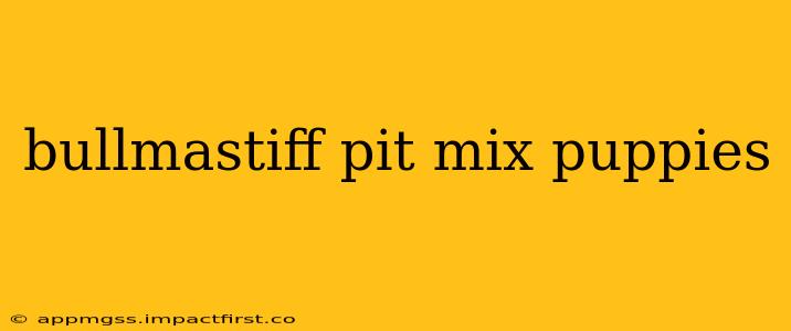 bullmastiff pit mix puppies