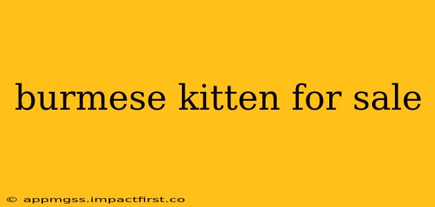 burmese kitten for sale
