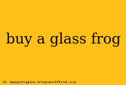 buy a glass frog