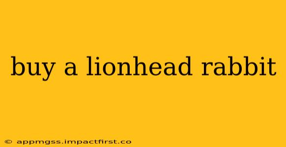 buy a lionhead rabbit
