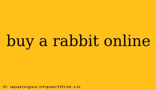 buy a rabbit online