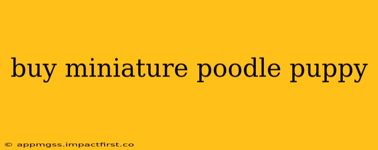 buy miniature poodle puppy