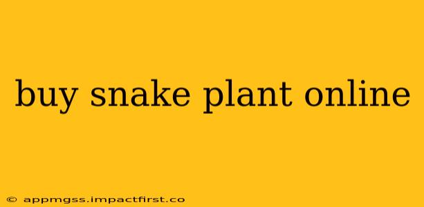buy snake plant online