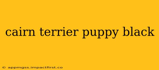cairn terrier puppy black