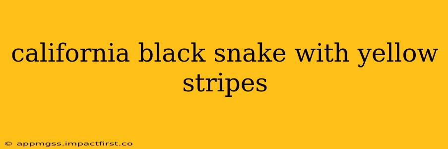 california black snake with yellow stripes