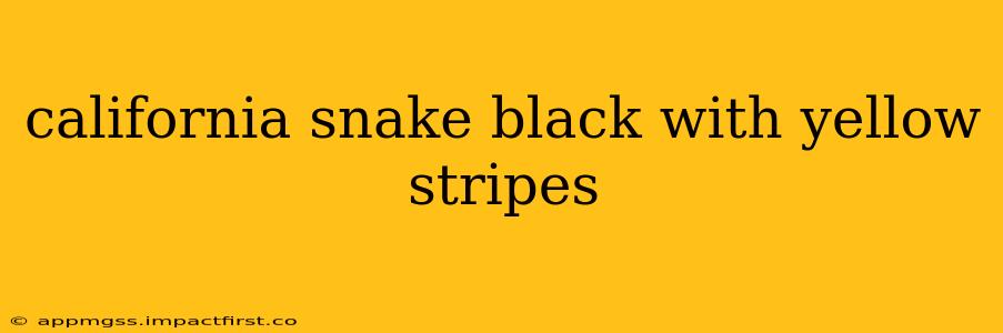 california snake black with yellow stripes