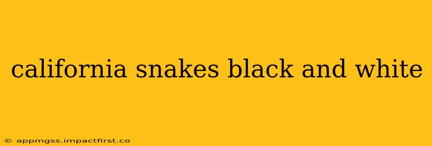 california snakes black and white