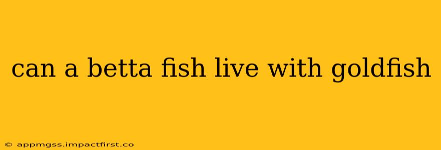 can a betta fish live with goldfish