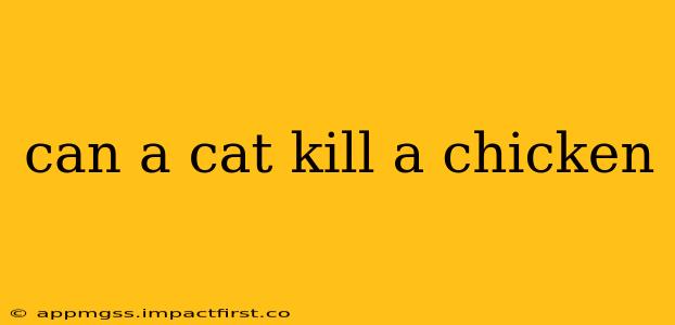 can a cat kill a chicken