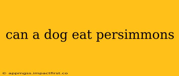 can a dog eat persimmons