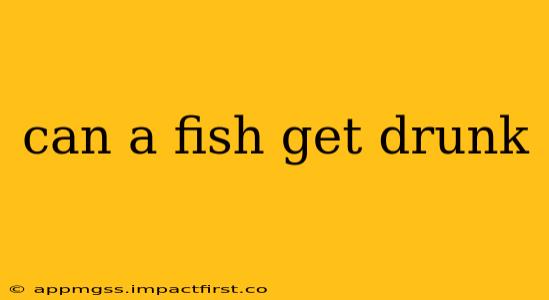 can a fish get drunk