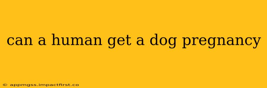 can a human get a dog pregnancy