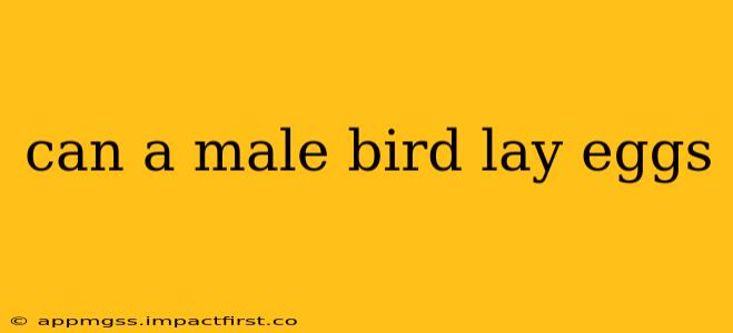 can a male bird lay eggs
