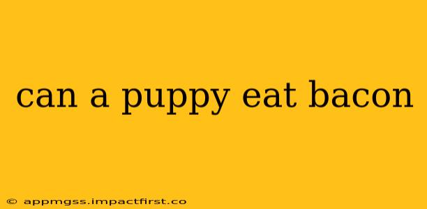 can a puppy eat bacon