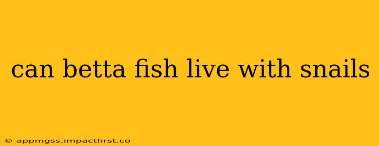 can betta fish live with snails