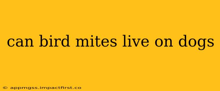 can bird mites live on dogs