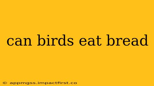 can birds eat bread