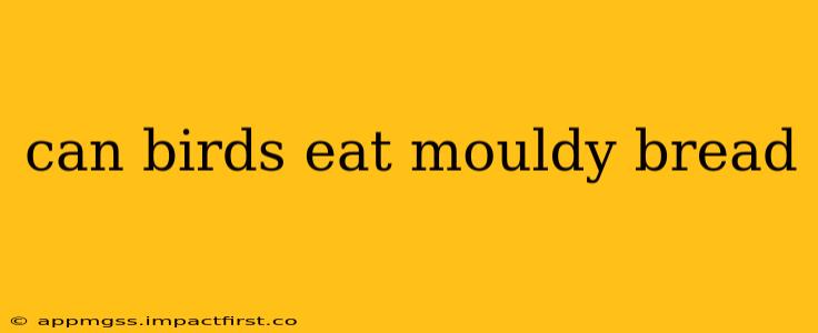 can birds eat mouldy bread