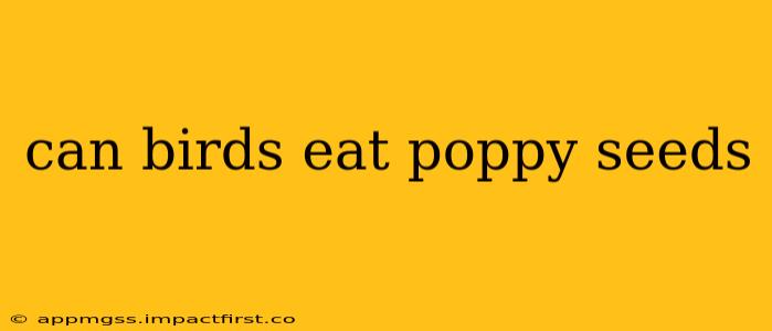 can birds eat poppy seeds