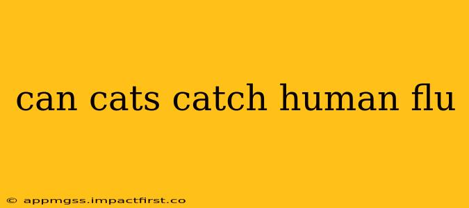 can cats catch human flu