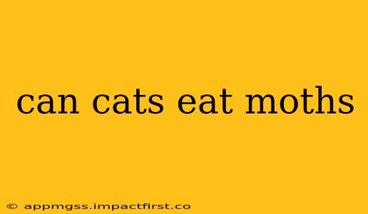 can cats eat moths