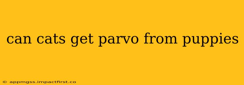 can cats get parvo from puppies