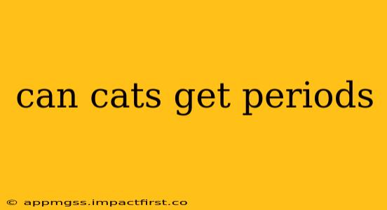 can cats get periods