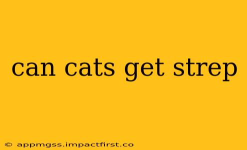 can cats get strep