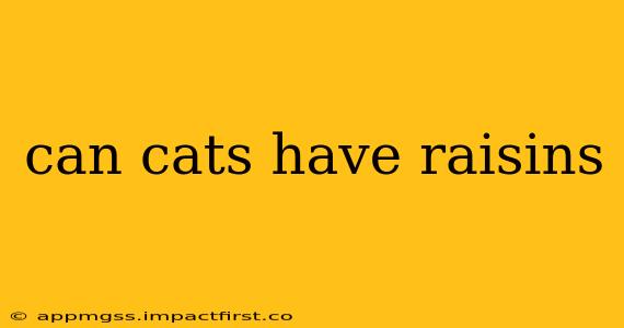 can cats have raisins
