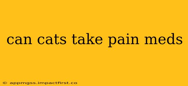 can cats take pain meds