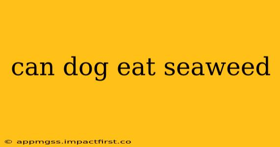 can dog eat seaweed