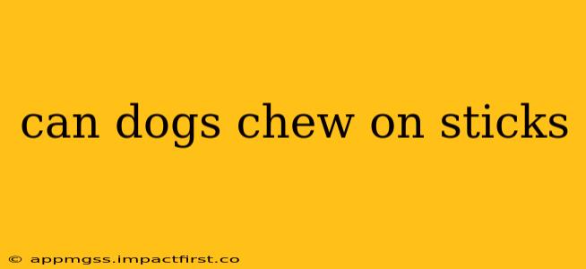 can dogs chew on sticks