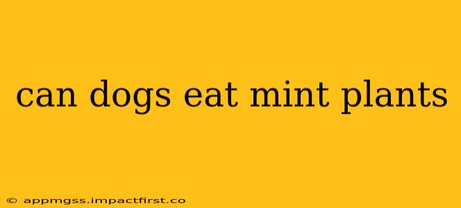 can dogs eat mint plants