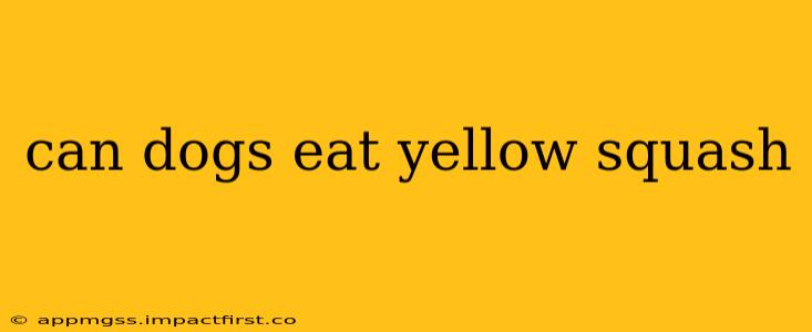 can dogs eat yellow squash