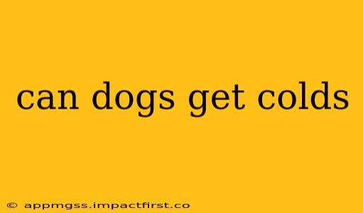 can dogs get colds