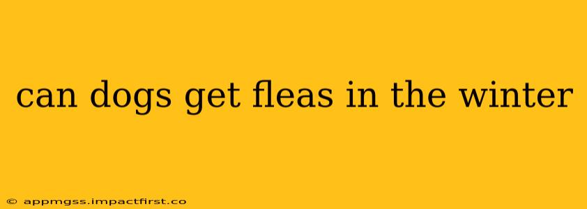 can dogs get fleas in the winter