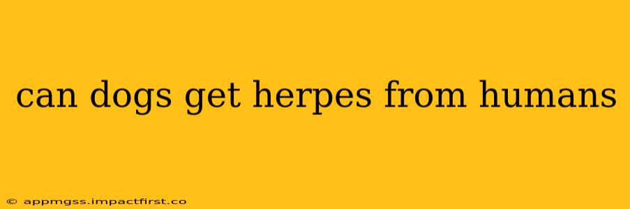 can dogs get herpes from humans