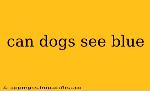can dogs see blue