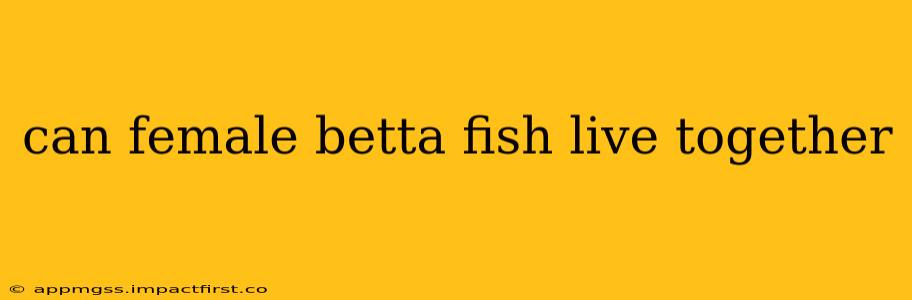 can female betta fish live together