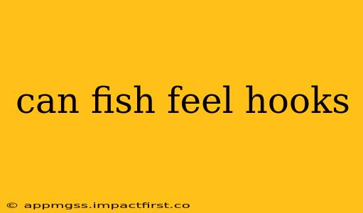 can fish feel hooks
