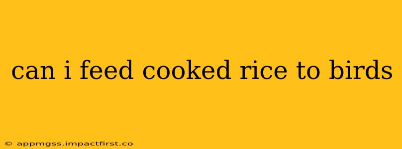 can i feed cooked rice to birds