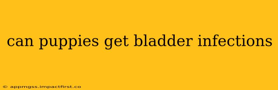 can puppies get bladder infections