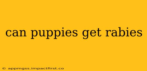 can puppies get rabies