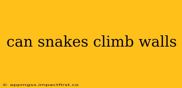 can snakes climb walls