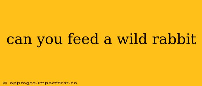 can you feed a wild rabbit