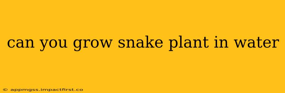 can you grow snake plant in water