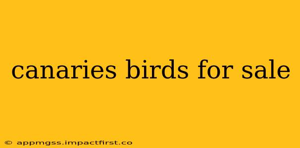 canaries birds for sale
