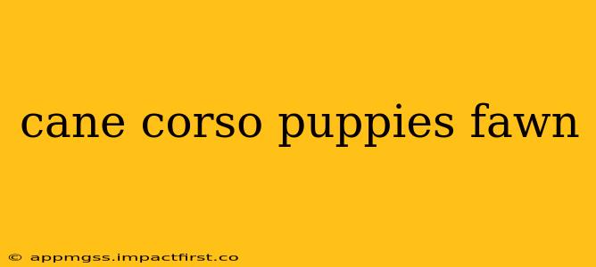 cane corso puppies fawn