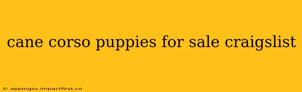 cane corso puppies for sale craigslist