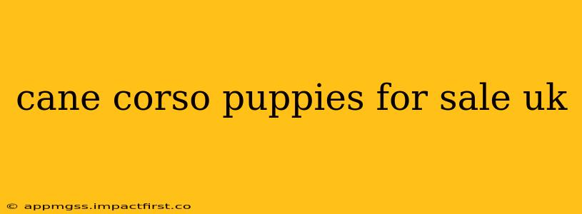 cane corso puppies for sale uk